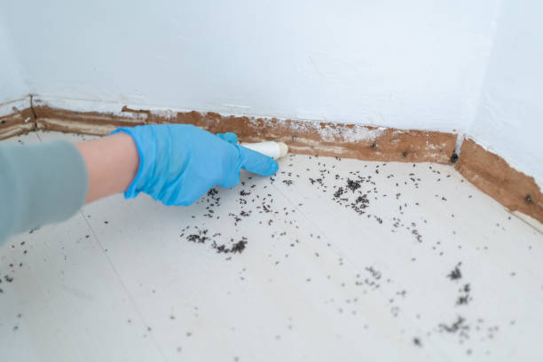 Reliable Dent, OH Pest Control Solutions